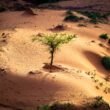 China’s Great Green Wall trees grow 66% faster than natural forests, study finds