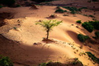 China’s Great Green Wall trees grow 66% faster than natural forests, study finds