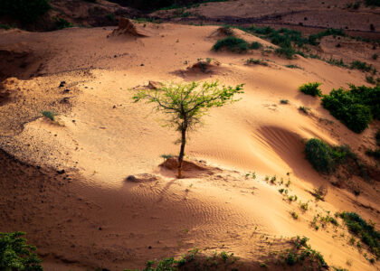 China’s Great Green Wall trees grow 66% faster than natural forests, study finds