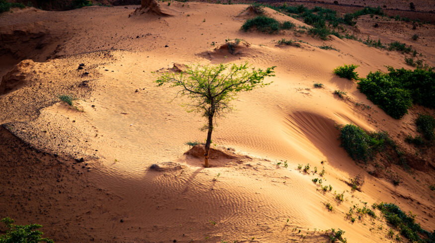 China’s Great Green Wall trees grow 66% faster than natural forests, study finds