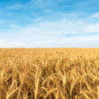 China targets 725 million tons of grain capacity under new agriculture plan