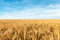 China targets 725 million tons of grain capacity under new agriculture plan