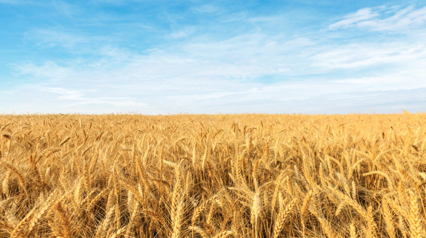 China targets 725 million tons of grain capacity under new agriculture plan