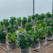 Local African rocks could offer a new source of potassium fertilizer