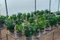 Local African rocks could offer a new source of potassium fertilizer