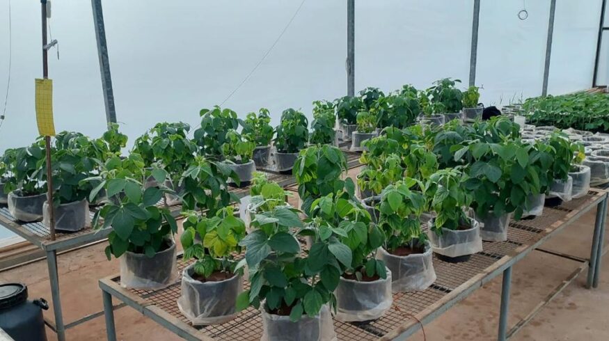 Local African rocks could offer a new source of potassium fertilizer
