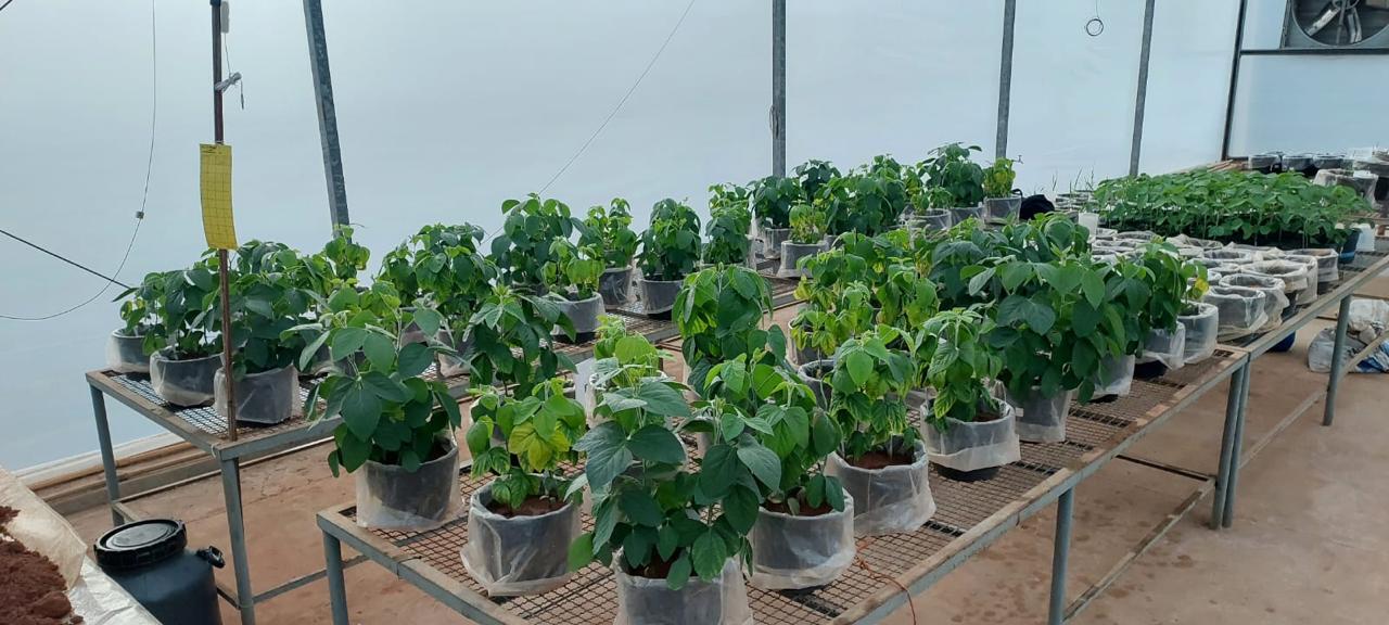 Local African rocks could offer a new source of potassium fertilizer