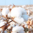 Better Cotton partners with Avalo to develop climate-resilient cotton using AI