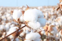 Better Cotton partners with Avalo to develop climate-resilient cotton using AI
