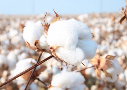 Better Cotton partners with Avalo to develop climate-resilient cotton using AI