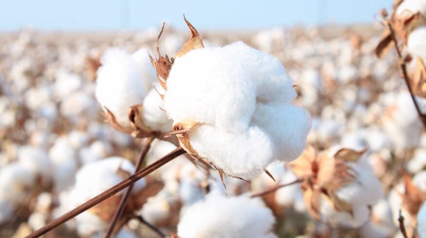 Better Cotton partners with Avalo to develop climate-resilient cotton using AI