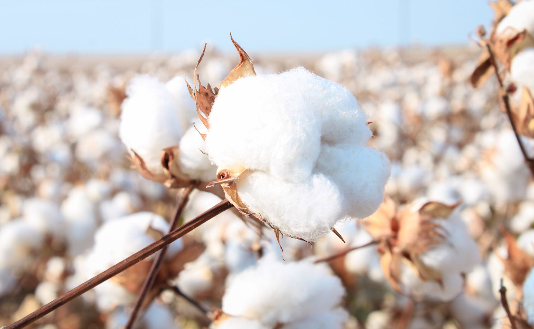 Better Cotton partners with Avalo to develop climate-resilient cotton using AI
