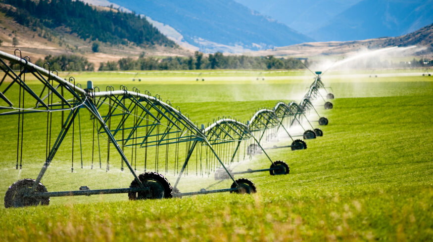 East Anglia irrigation restrictions deepen crop losses during heatwave