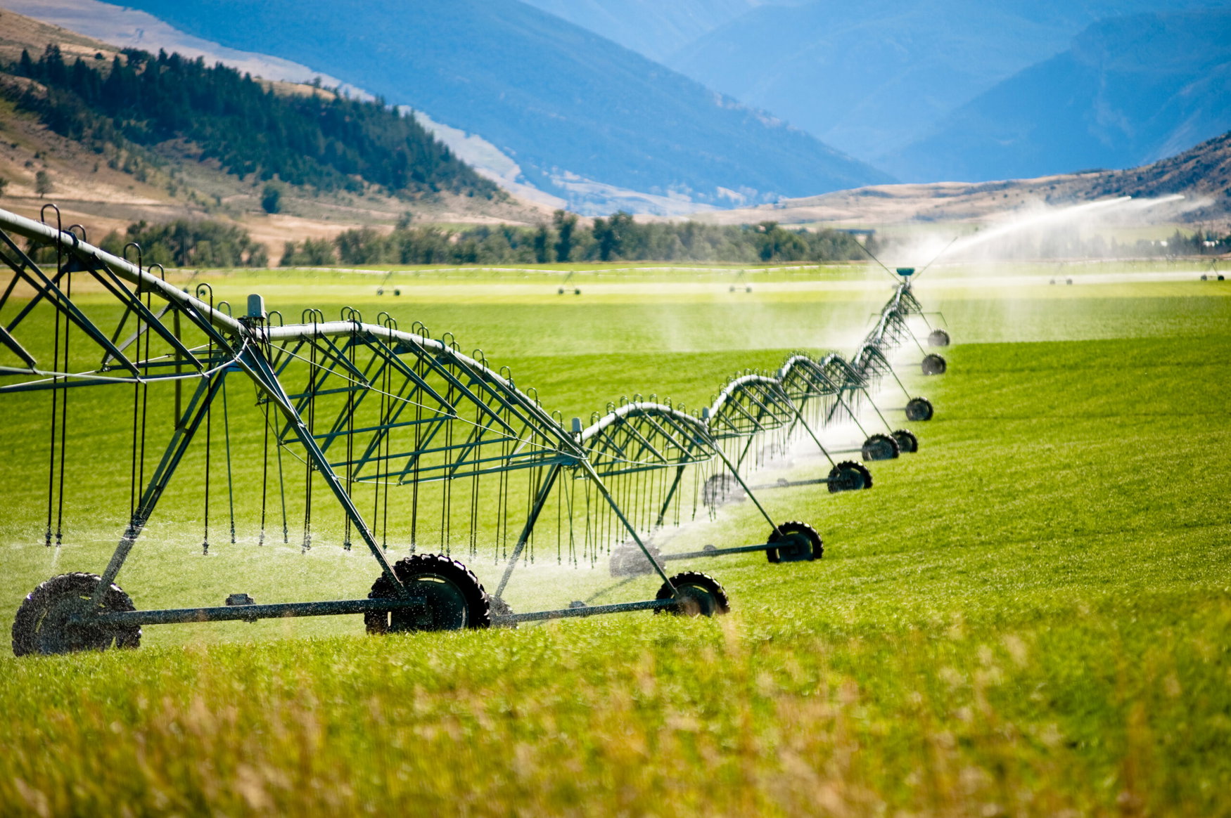 East Anglia irrigation restrictions deepen crop losses during heatwave