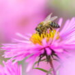 Glyphosate cuts honeybee foraging by 13% after just 3 days of exposure, new study finds