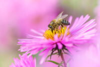 Glyphosate cuts honeybee foraging by 13% after just 3 days of exposure, new study finds