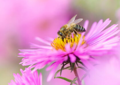 Glyphosate cuts honeybee foraging by 13% after just 3 days of exposure, new study finds