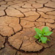 Uralchem urges balanced fertilizer use to combat land degradation at UN desertification conference
