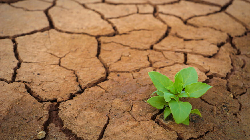 Uralchem urges balanced fertilizer use to combat land degradation at UN desertification conference