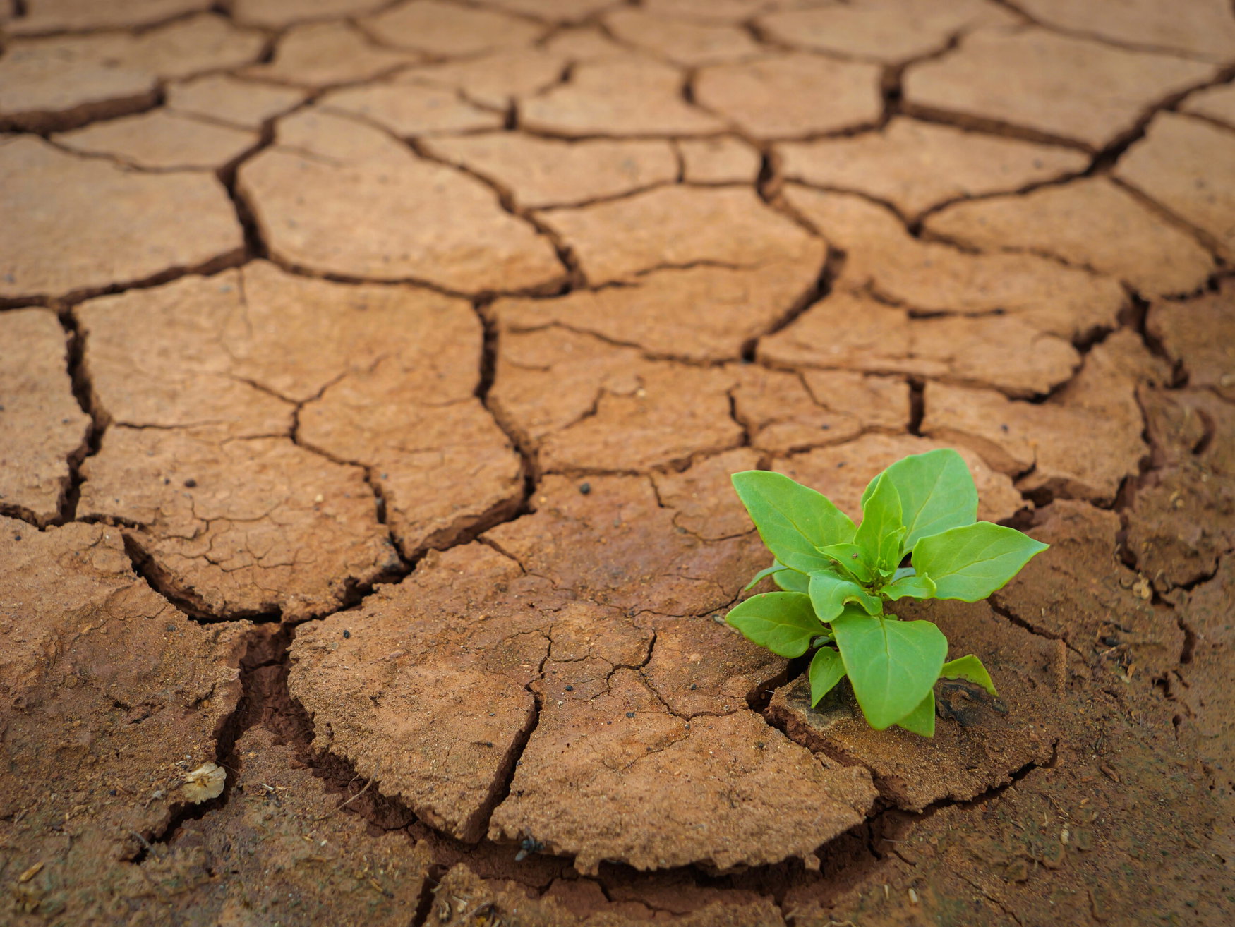 Uralchem urges balanced fertilizer use to combat land degradation at UN desertification conference
