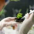 Scientists discover protein switch that controls how plants absorb nitrogen fertilizer
