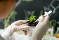 Scientists discover protein switch that controls how plants absorb nitrogen fertilizer
