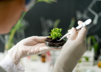 Scientists discover protein switch that controls how plants absorb nitrogen fertilizer