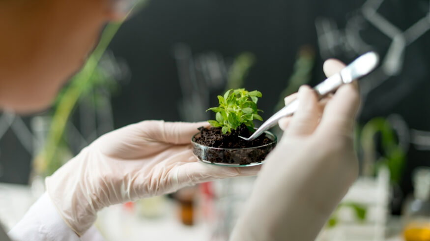 Scientists discover protein switch that controls how plants absorb nitrogen fertilizer