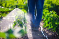 EU pesticide residue proposal could cut agricultural imports by 41%, JRC study finds