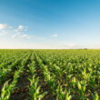 U.S. corn condition falls to 61% as heat pressures crop