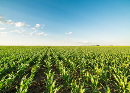 U.S. corn condition falls to 61% as heat pressures crop
