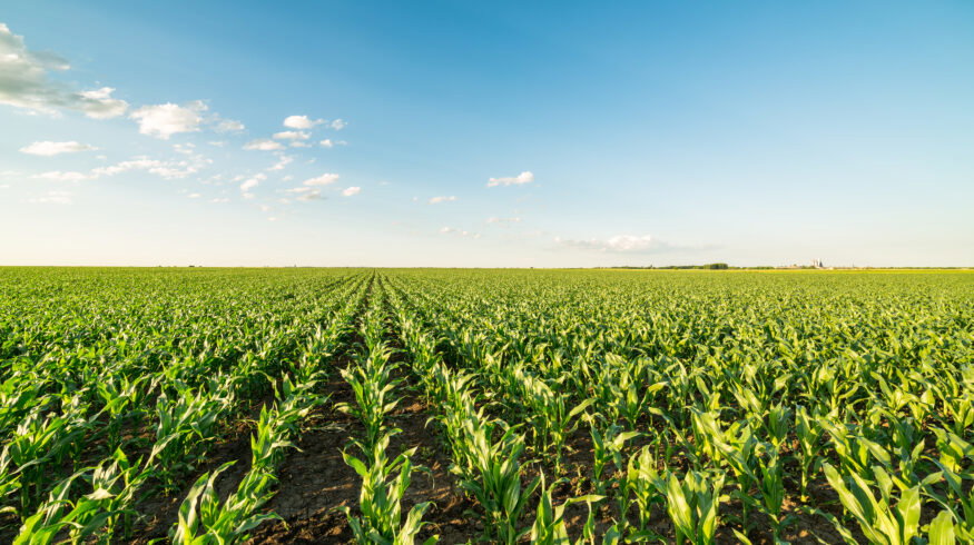 U.S. corn condition falls to 61% as heat pressures crop