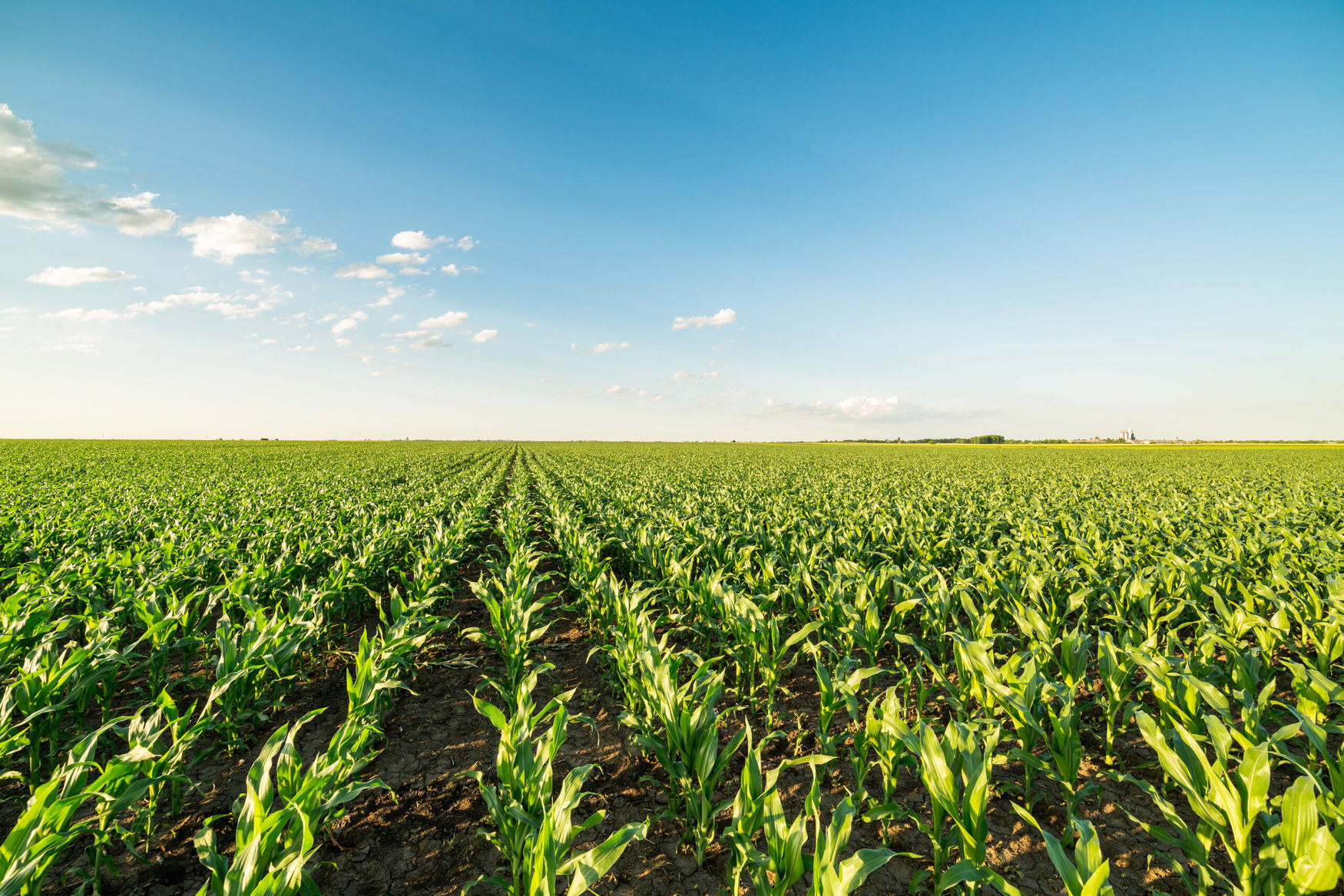 U.S. corn condition falls to 61% as heat pressures crop
