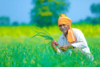 India’s RCF awards 1.78 million metric tons of urea to 8 suppliers in August tender