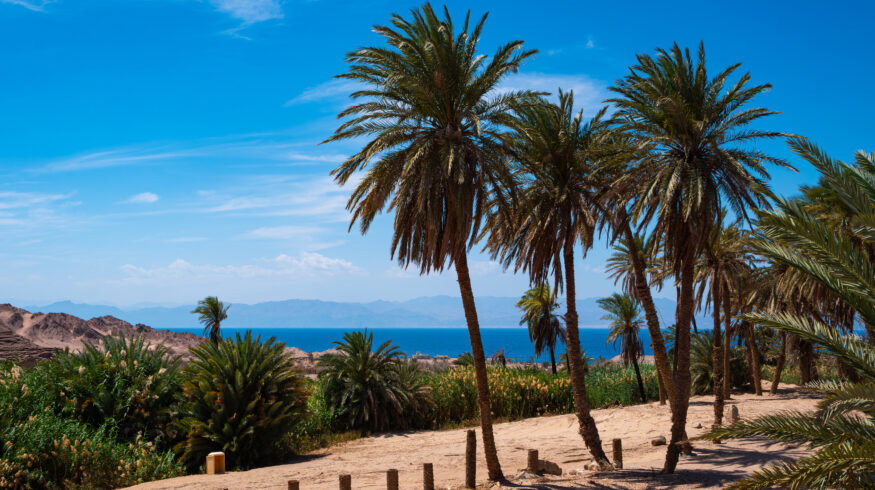 NEOM green hydrogen complex finishes $8.4 billion construction, targets 2027 ammonia exports
