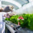 New framework links plant microbe breeding to lower fertilizer dependence across major crops