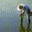 50-year meta-analysis finds genetically engineered rice could cut global fertilizer use while sustaining yields