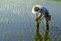 50-year meta-analysis finds genetically engineered rice could cut global fertilizer use while sustaining yields
