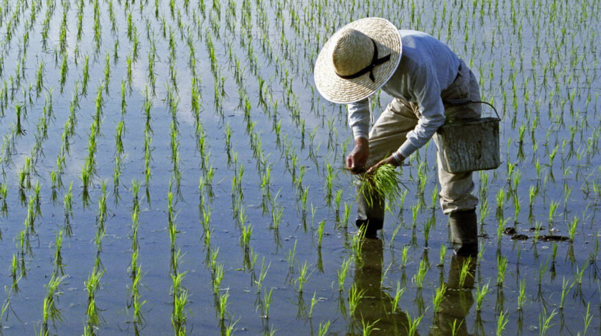 50-year meta-analysis finds genetically engineered rice could cut global fertilizer use while sustaining yields
