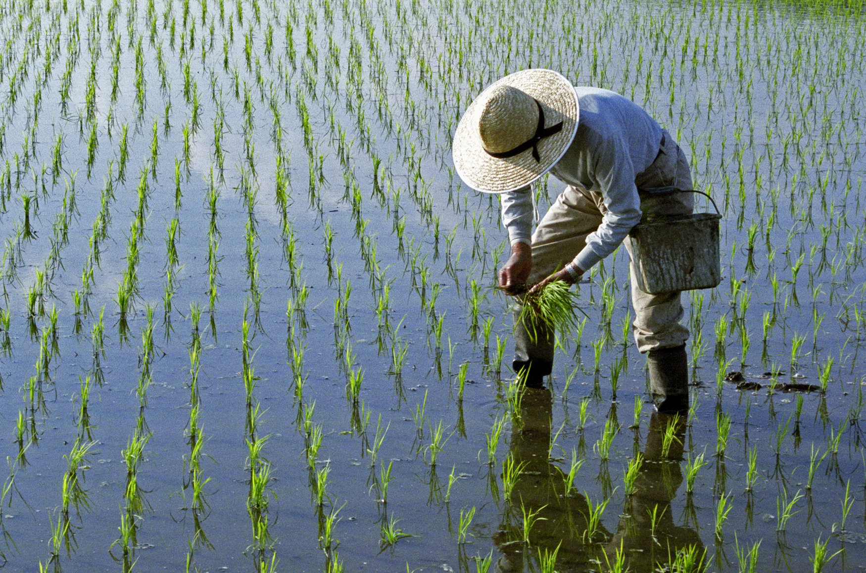 50-year meta-analysis finds genetically engineered rice could cut global fertilizer use while sustaining yields