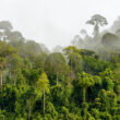 Heat exposure pushes 57 million hectares of tropical forests beyond photosynthesis limits