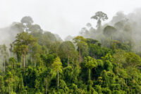 Heat exposure pushes 57 million hectares of tropical forests beyond photosynthesis limits