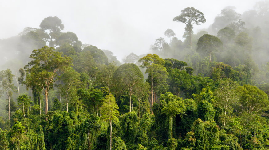 Heat exposure pushes 57 million hectares of tropical forests beyond photosynthesis limits
