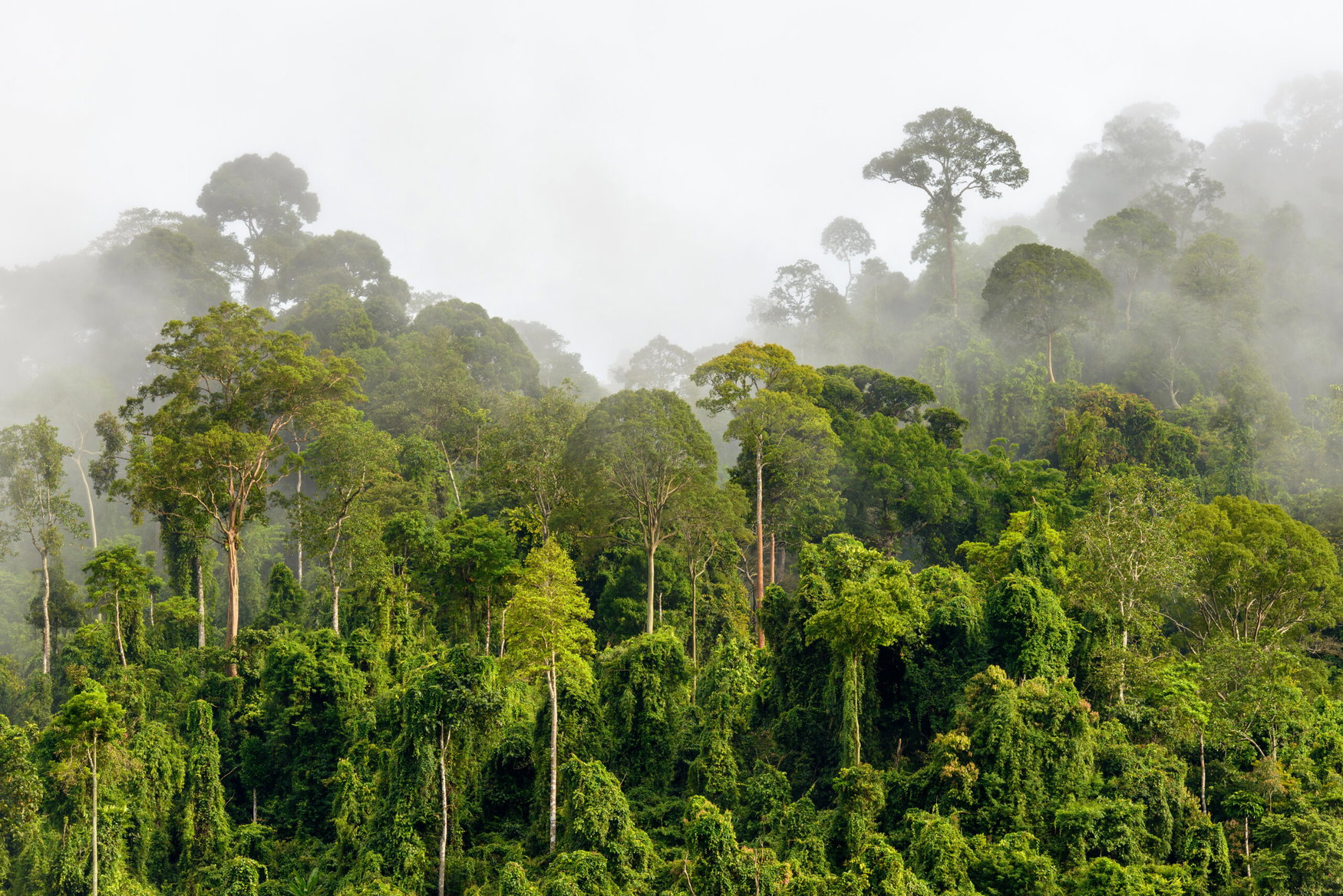 Heat exposure pushes 57 million hectares of tropical forests beyond photosynthesis limits