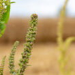 Metribuzin returns as Illinois growers confront herbicide-resistant waterhemp