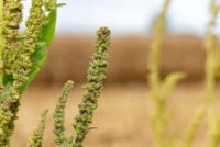 Metribuzin returns as Illinois growers confront herbicide-resistant waterhemp
