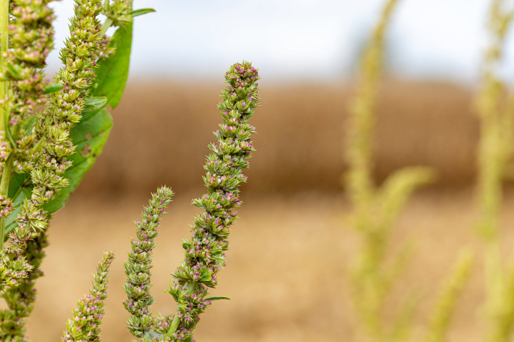 Metribuzin returns as Illinois growers confront herbicide-resistant waterhemp