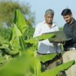 India extends critical DAP subsidy support through Rabi season as import costs stay above $900/t