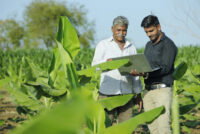 India extends critical DAP subsidy support through Rabi season as import costs stay above $900/t
