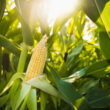 Vylor reveals first-ever corn yield and stability trait with 3 bu/acre gains ahead of Oct 1 Corteva split